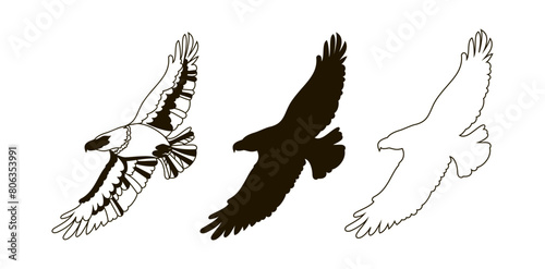 Set of three eagles in the outline style, black silhouette and doodle. A flying bird. Vector illustration isolated on a white background