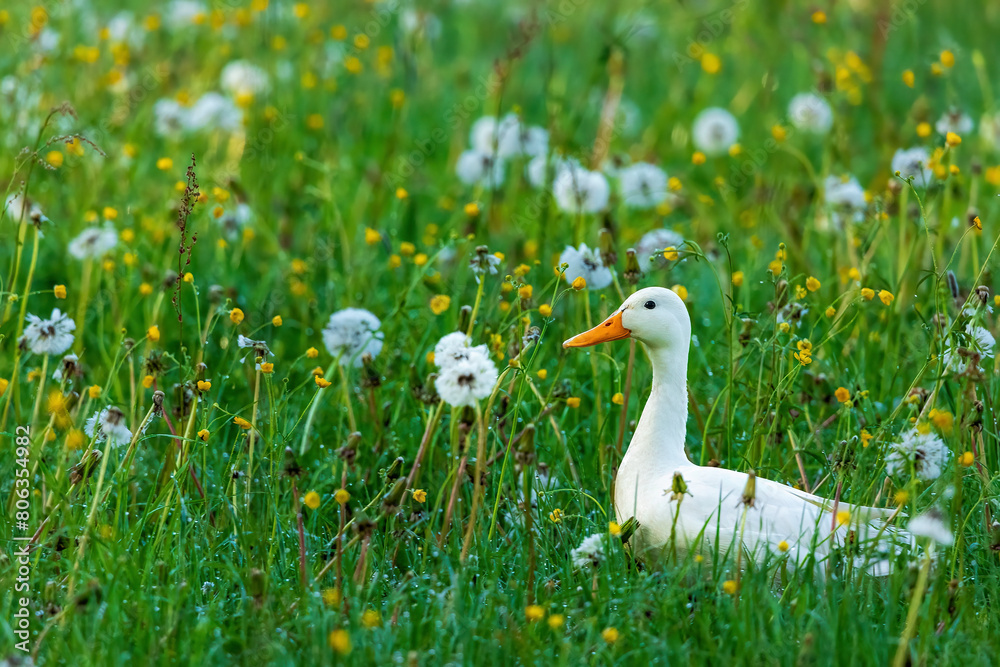 Obraz premium Ente Weiß 
