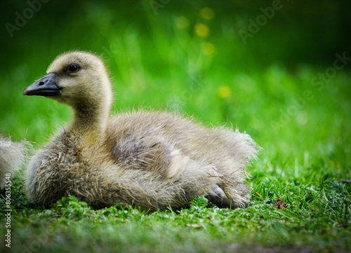 Close up of a gosling