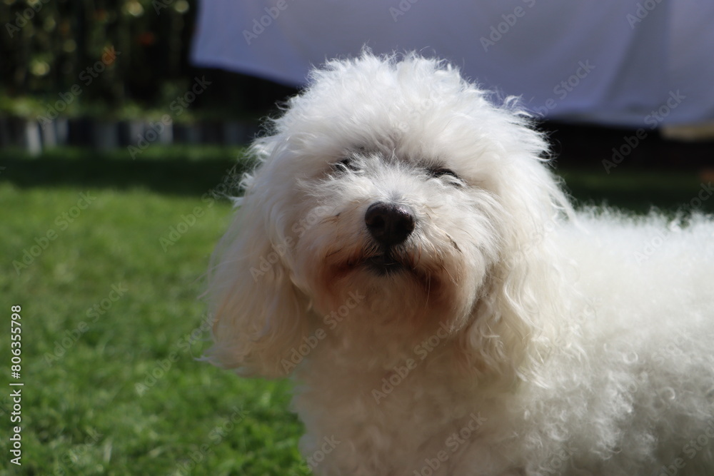 white Bolognese dog playing on the grass white Bolognese dog playing on the grass