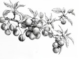 A black and white sketch of a tree branch with apricots. the background is white , generated with ai