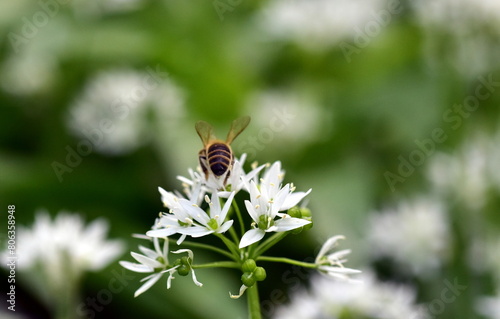 Biene auf einer Bärlauchblüte