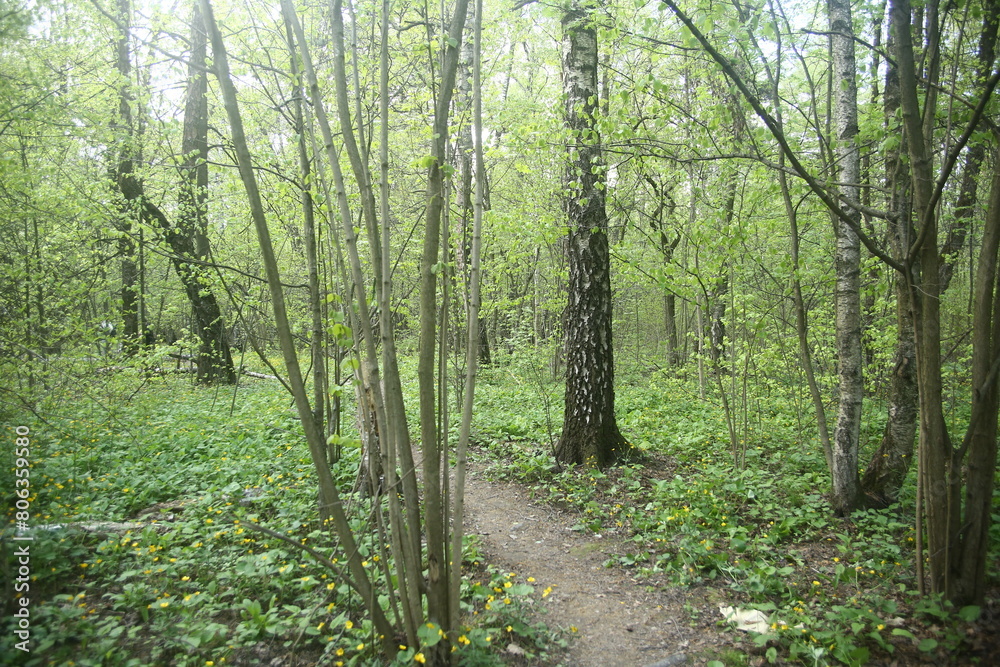 Obraz premium footpath in the green forest