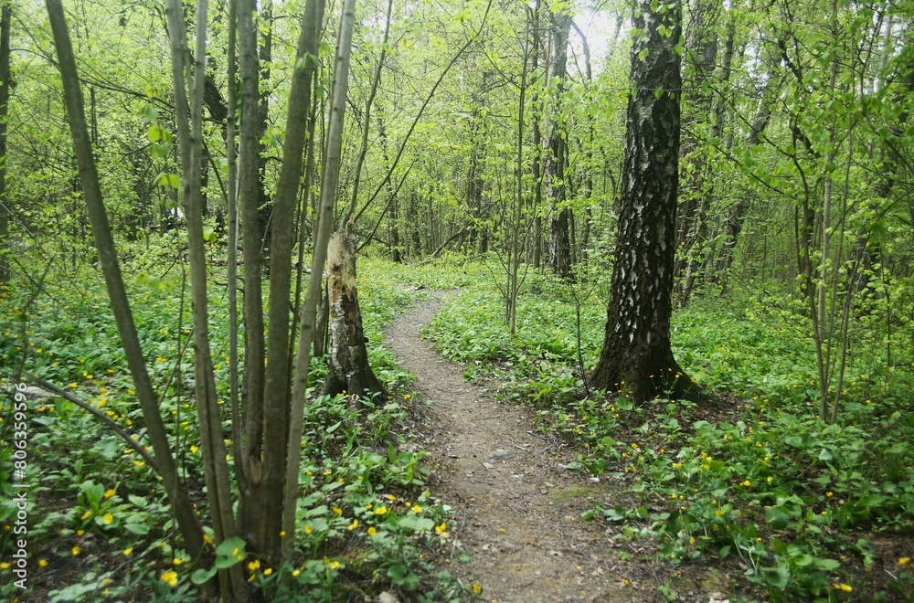 Fototapeta premium footpath in the green forest