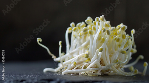 bean sprout