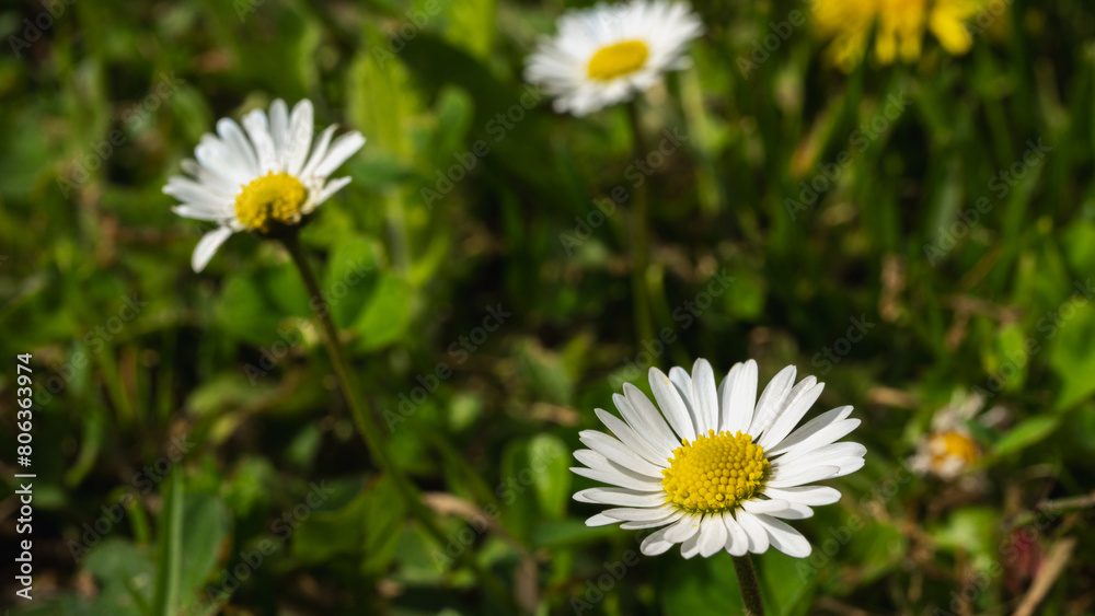 white field daisy and grass background, close up view white field daisy and grass background, close up view