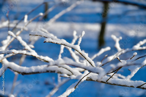 Snowcovered tree branch against blue sky in natural landscape