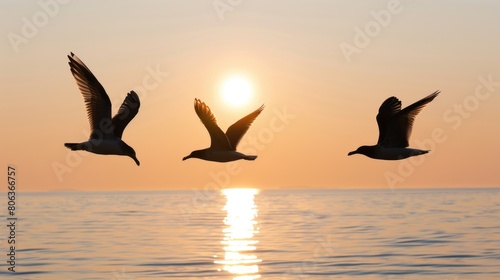 Pigeons flying over the sea and beautiful sunset at the background  © Ameer Images