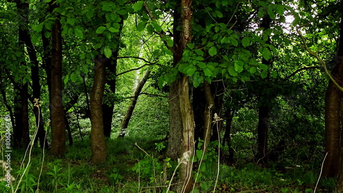 drzewa w lesie