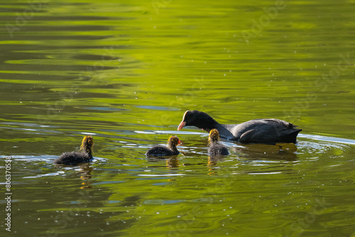 A Female Coot is Swimming on the Lake and Taking Care of the Little Ones