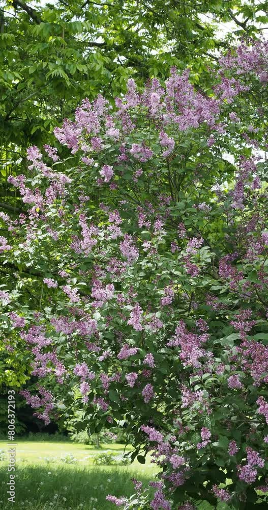 (Syringa josikaea) Hungarian lilac tree or Lady Josika's lilac shrub producing slightly violet-lilac flowers in loose clusters with attractive ovate to elliptic green foliage on arching stems (Syringa josikaea) Hungarian lilac tree or Lady Josika's lilac shrub producing slightly violet-lilac flowers in loose clusters with attractive ovate to elliptic green foliage on arching stems