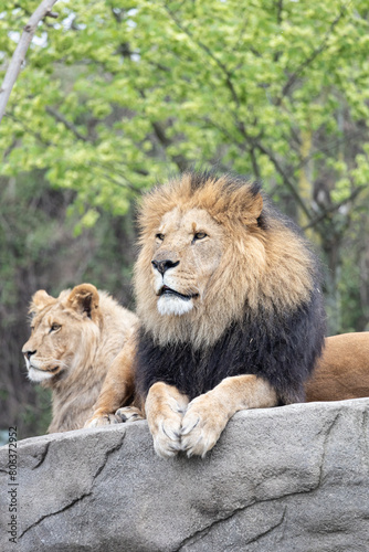 lion and lioness kings of zoo portrait