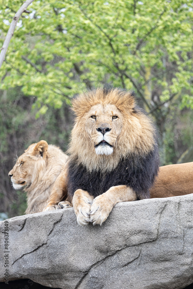 lion and lioness kings of zoo portrait lion and lioness kings of zoo portrait