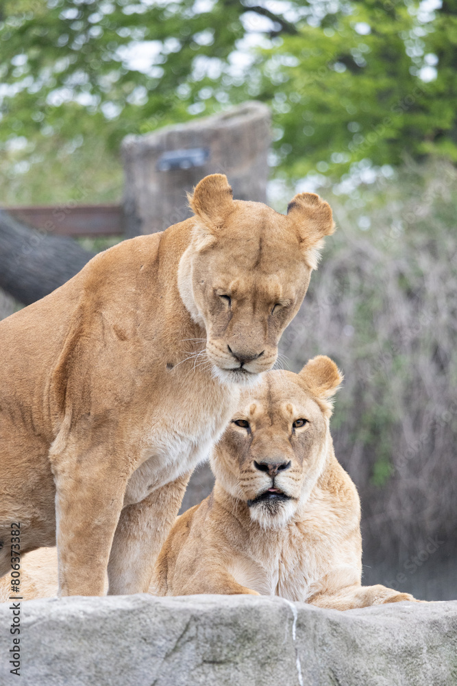 Fototapeta premium lion and lioness feel sleepy 
