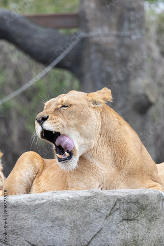 lioness yawning she is tired
