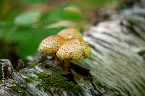 Mushrooms found alongside a hiking trail in Ontario.