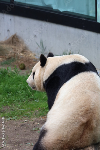 giant panda is sitting © kotysya
