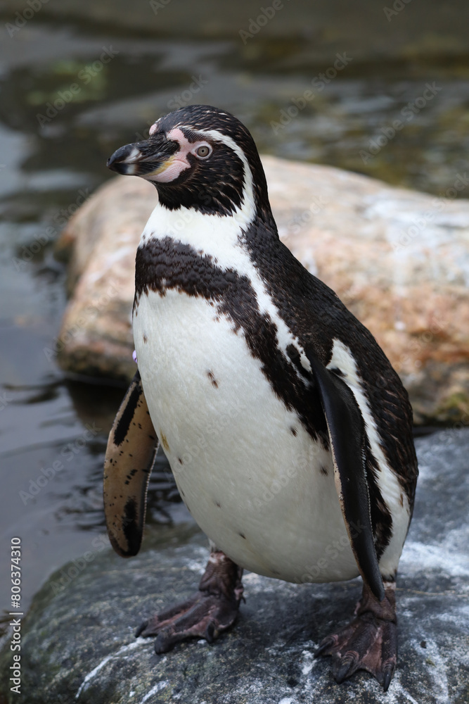 Naklejka premium penguin on the beach close up of penguin