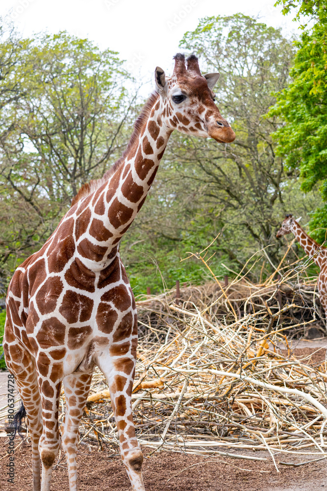 Obraz premium giraffe in the zoo or wild