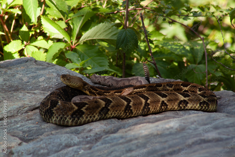 Fototapeta premium Double Snake