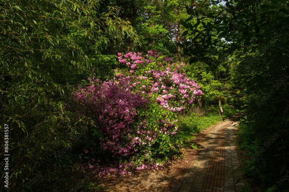 Rhododenron blossom in Jeli Arboretum Nature Reserve in Hungary Rhododenron blossom in Jeli Arboretum Nature Reserve in Hungary