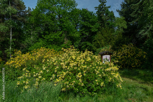 Fototapeta Naklejka Na Ścianę i Meble -  Rhododenron blossom in Jeli Arboretum Nature Reserve in Hungary