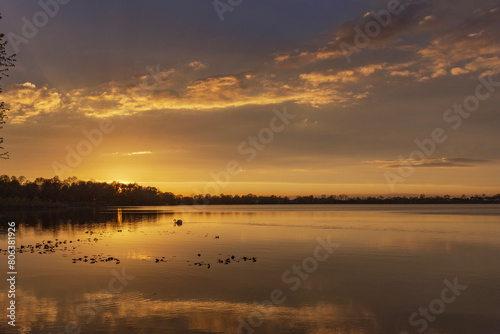 Swan on the lake at twilight
