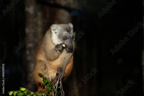 Lemur mischiefs on veranda bungalow and waits for food
