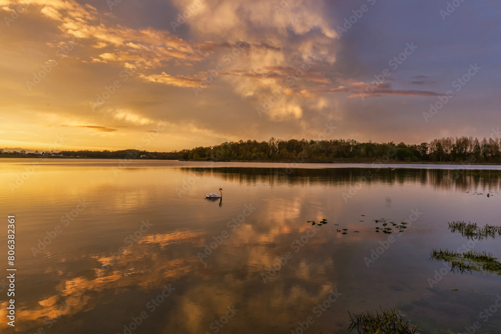 A swan swims in the reflection of clouds in the water at sunset.