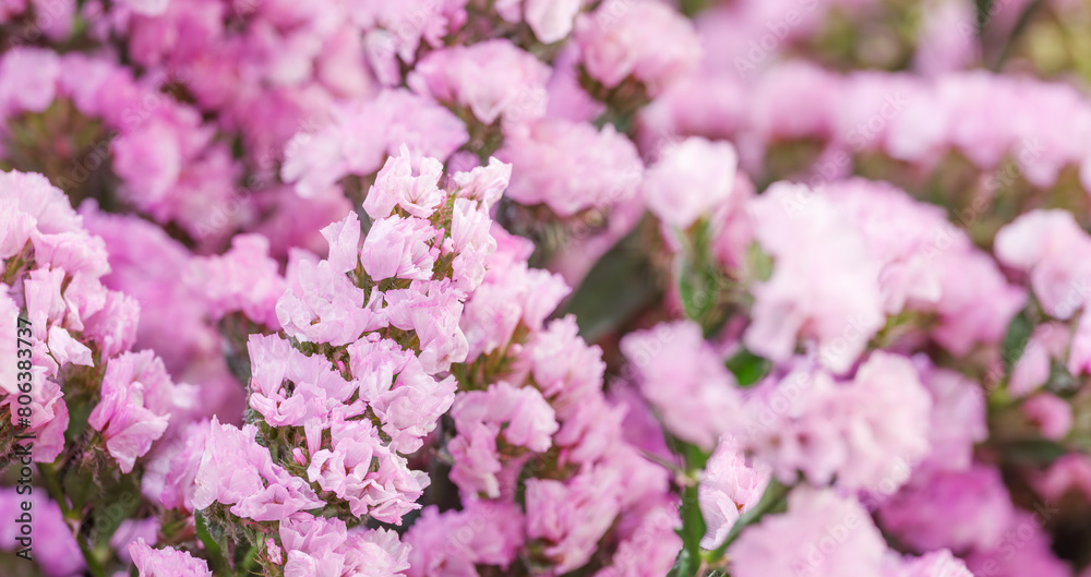 Fototapeta premium A bunch of pink flowers with a few green leaves. The flowers are in full bloom and are very pretty