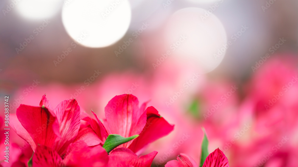 A close up of a bunch of pink flowers with a blurry background. The flowers are in full bloom and the background is hazy, giving the image a dreamy, romantic feel A close up of a bunch of pink flowers with a blurry background. The flowers are in full bloom and the background is hazy, giving the image a dreamy, romantic feel