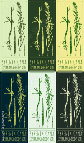 Set of vector drawing SYRENIA CANA  in various colors. Hand drawn illustration. The Latin name is ERYSIMUM CANESCENS ROTH. 