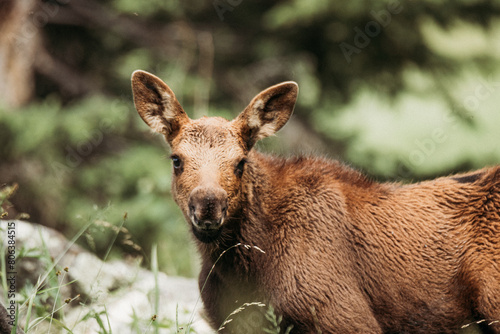 Grand Tetons National Park: Baby Moose, Wyoming