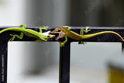 Crested Anoles Fighting-6189