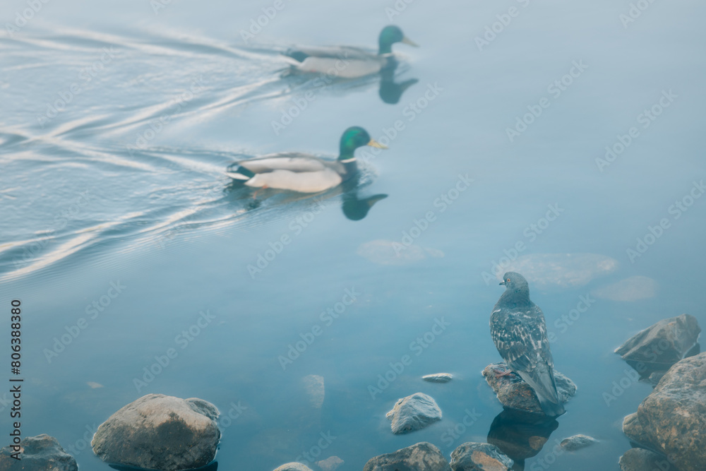 Pigeon and ducks. A pigeon sits on a rock and watches ducks swim in the water
