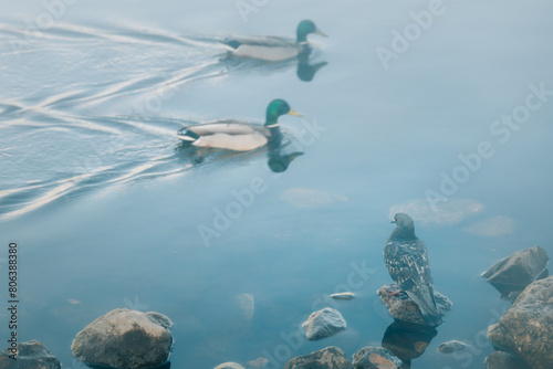 Pigeon and ducks. A pigeon sits on a rock and watches ducks swim in the water