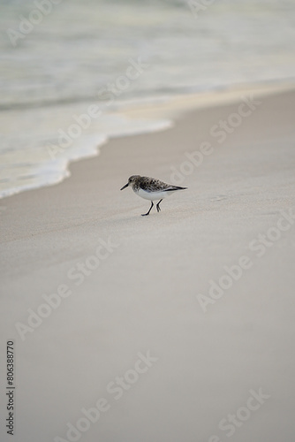 Sand piper running from the water