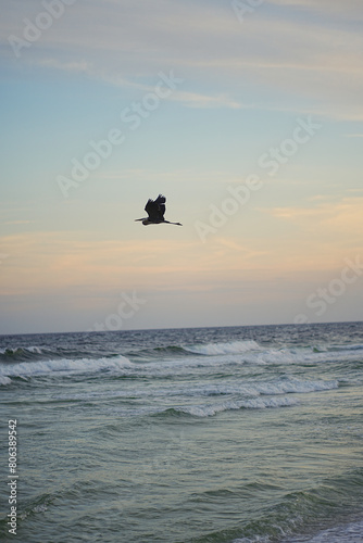 Blue heron flying off at sunset