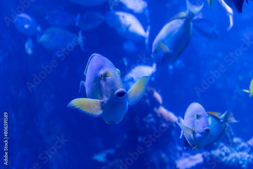 A school of Yellowfin Surgeonfish fishes at the Maui Aquarium, Hawaii photo