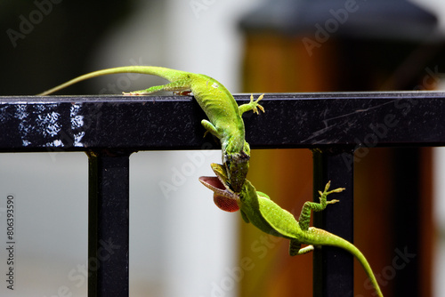 Crested Anoles Fighting-6219