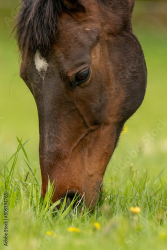 Grasendes Pferd