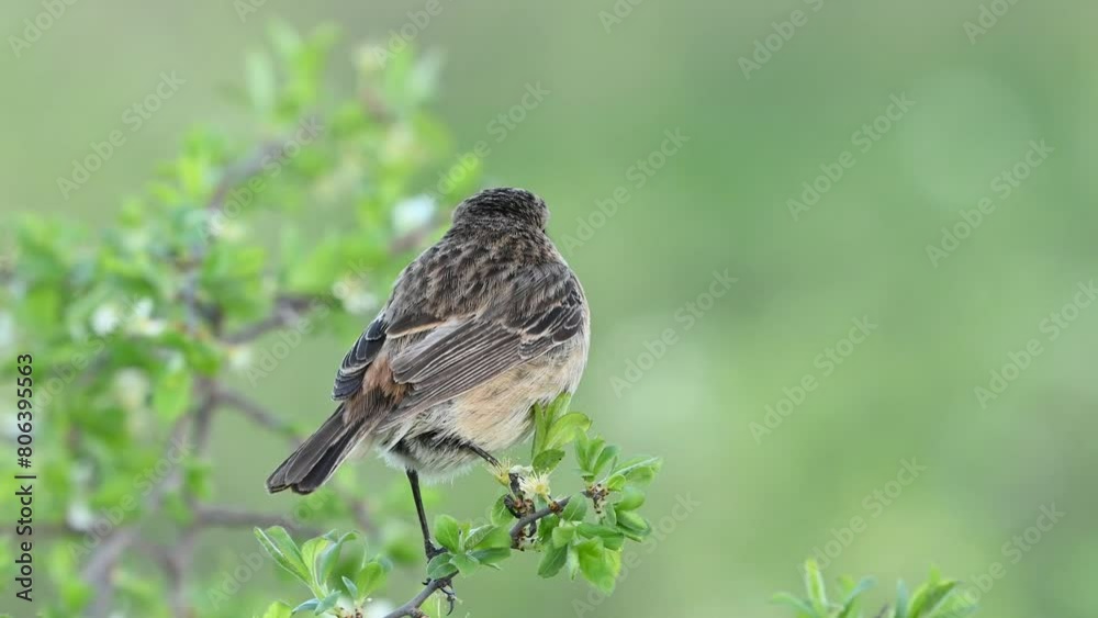 European stonechat - Saxicola rubicola female perched with colorful green background. Close up. European stonechat - Saxicola rubicola female perched with colorful green background. Close up.