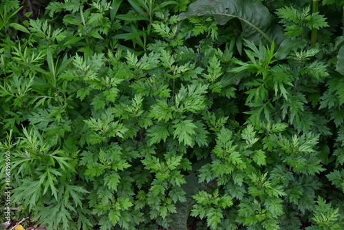 Mugwort leaves. The young buds are used to make rice cakes and have many medicinal properties and are said to be the queen of herbs. photo