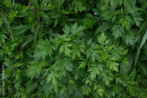 Mugwort leaves. The young buds are used to make rice cakes and have many medicinal properties and are said to be the queen of herbs.
