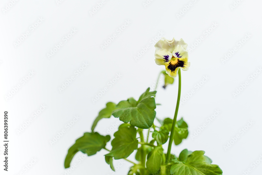 Fototapeta premium A single frizzle sizzle viola flower against a white background. Copy space.