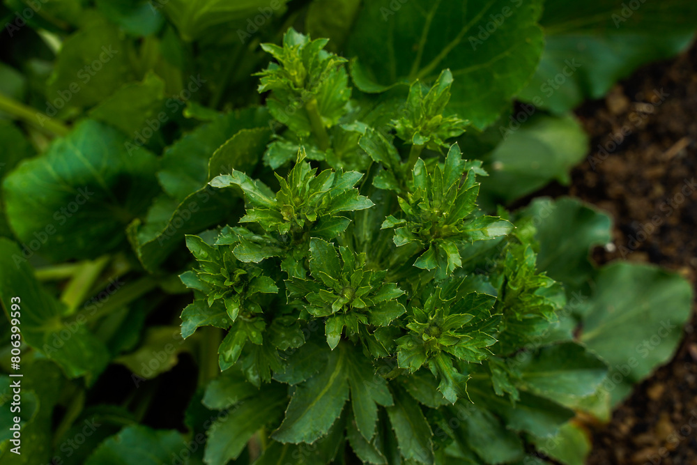 Young plant of echinops blue glitter. Buds are forming. Eryngium plant. Young plant of echinops blue glitter. Buds are forming. Eryngium plant.