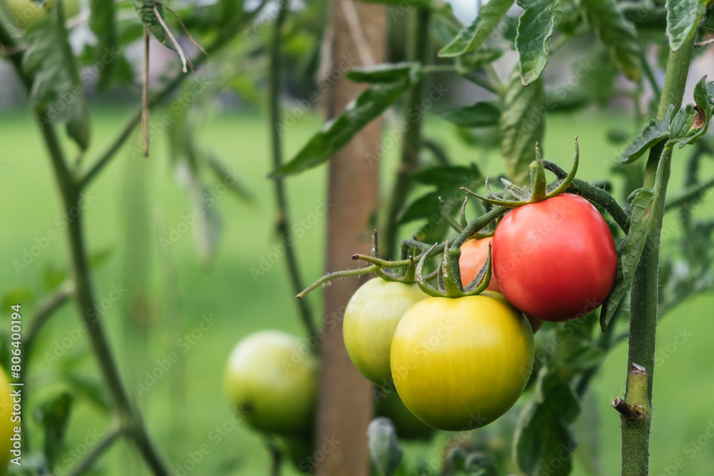 Growing of tomatoes in the garden. Tied plant. Stages of vegetable ripening: red, yellow, green. Small harvest due to drought and poor soil. Ecological problem and hunger concept. Copy space Growing of tomatoes in the garden. Tied plant. Stages of vegetable ripening: red, yellow, green. Small harvest due to drought and poor soil. Ecological problem and hunger concept. Copy space