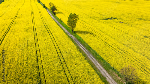 Yellow rape flowers and tra...