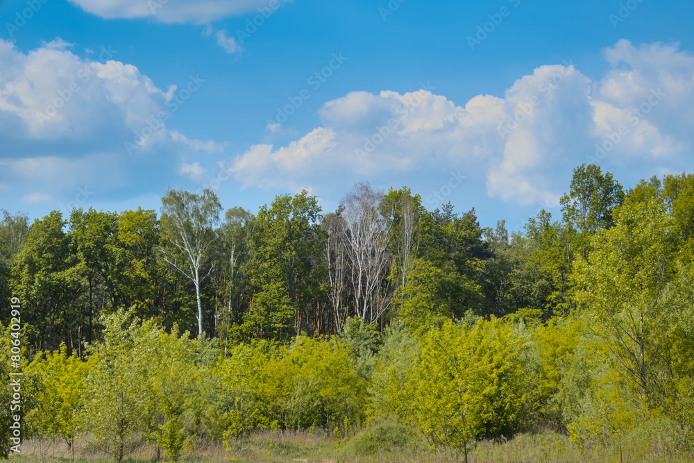 Polish countryside landscape, green trees, forest and field in sun light during sunny summer warm day