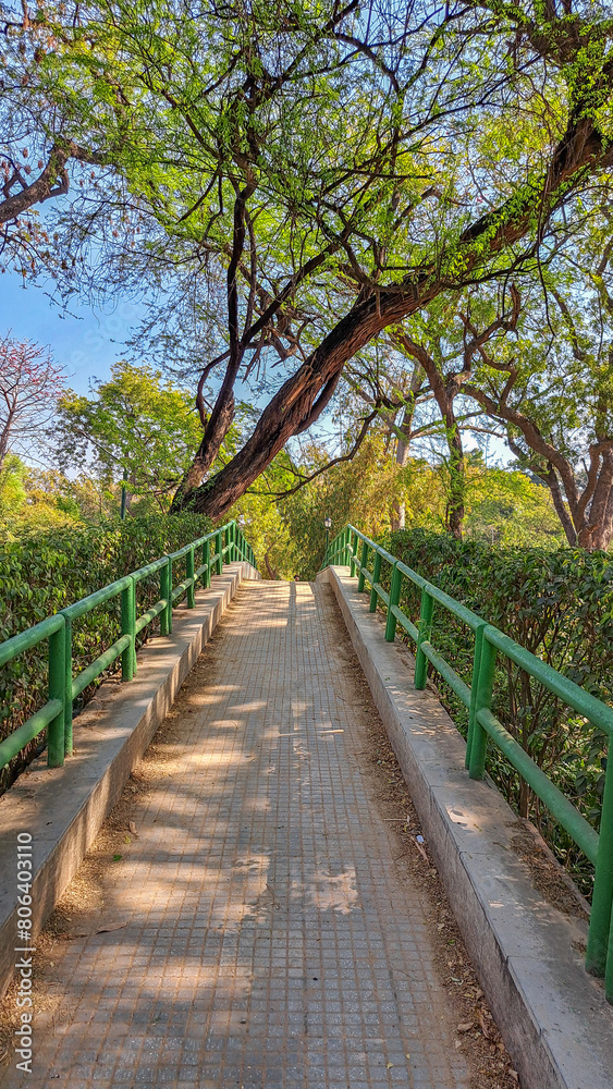 Concrete pathway in Lodhi Garden Park, New Delhi, India. Flanked by lush greenery. Shadows, birds flying overhead. Tall trees. Under clear blue sky, sunny day.